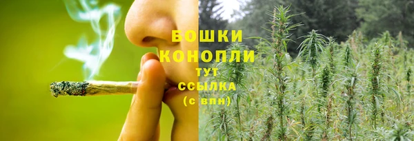 прущие грибы Беломорск