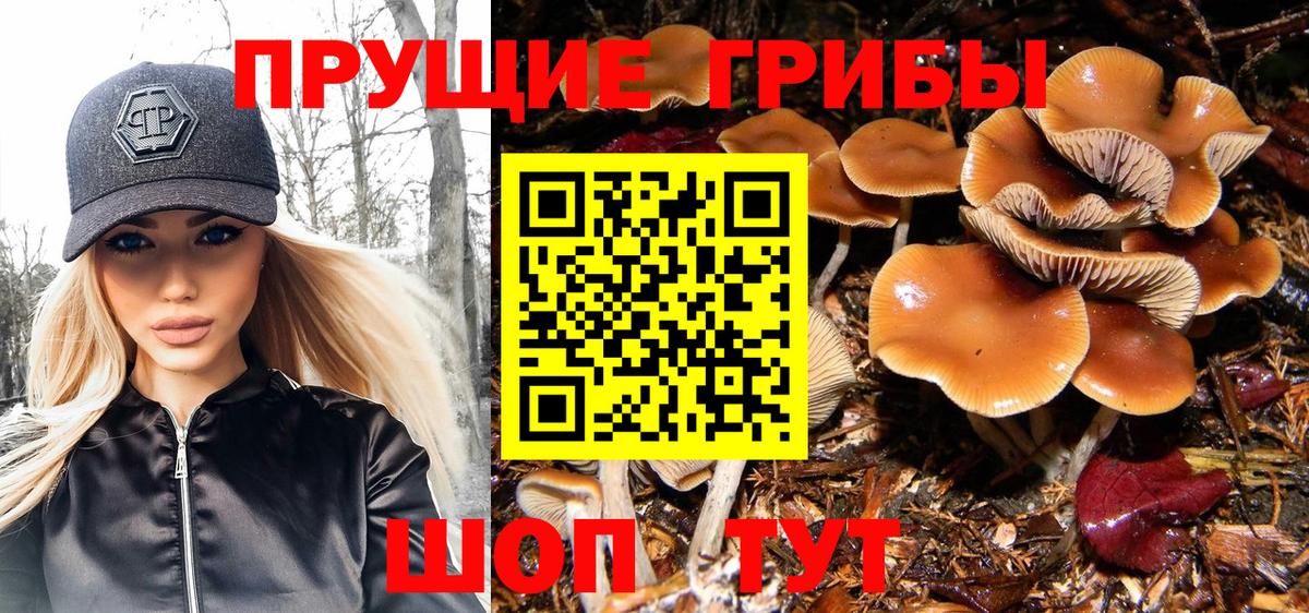 Галлюциногенные грибы Psilocybine cubensis Малоярославец